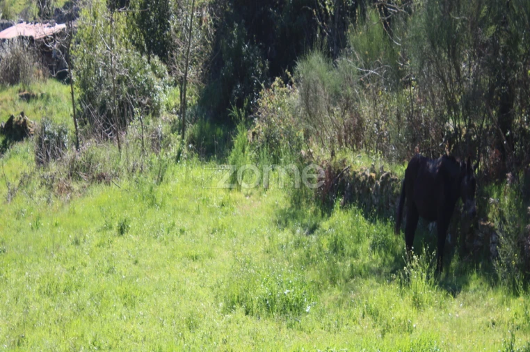 Terreno para Venda em Moimenta da Beira Foto 20