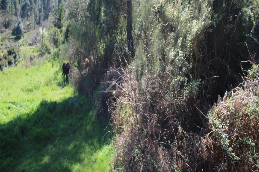 Terreno para Venda em Moimenta da Beira Foto 10