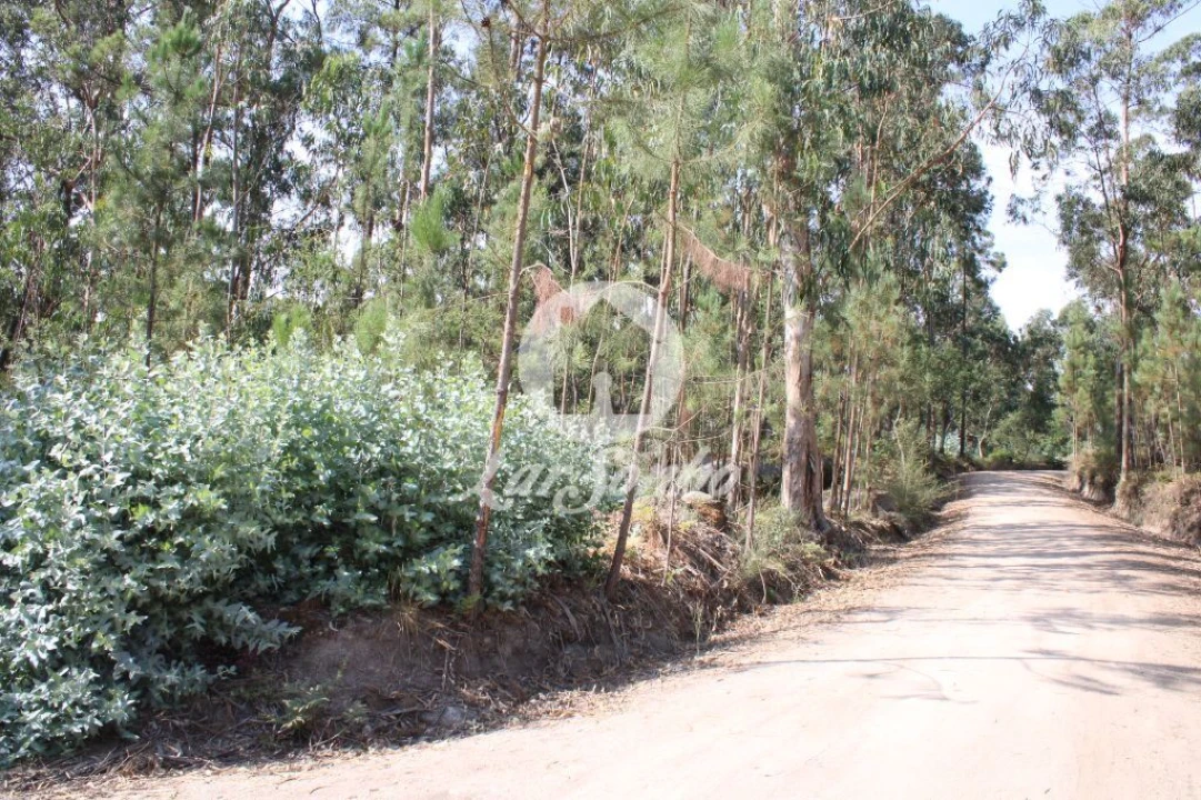 Terreno Agricola ou Rústico para Venda em Galegos (Santa Maria) Foto 4