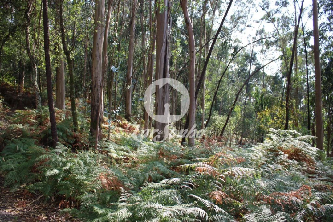 Terreno Agricola ou Rústico para Venda em Galegos (Santa Maria) Foto 9