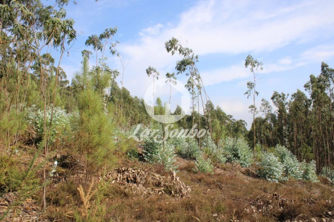 Terreno Agricola ou Rústico para Venda em Galegos (Santa Maria) Foto 14