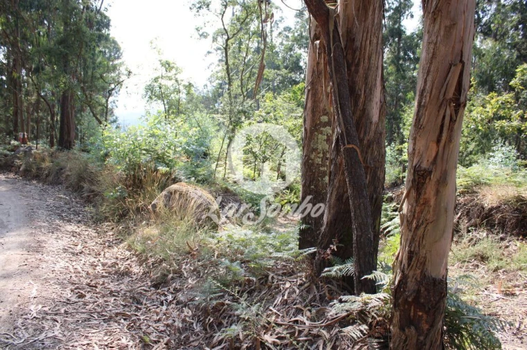 Terreno Agricola ou Rústico para Venda em Galegos (Santa Maria) Foto 1
