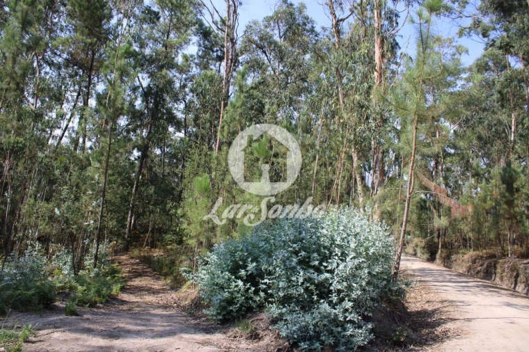 Terreno Agricola ou Rústico para Venda em Galegos (Santa Maria) Foto 3