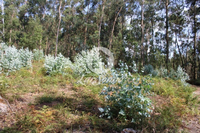 Terreno Agricola ou Rústico para Venda em Galegos (Santa Maria) Foto 6