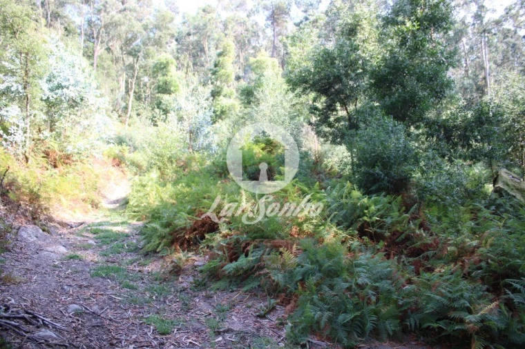 Terreno Agricola ou Rústico para Venda em Galegos (Santa Maria) Foto 8