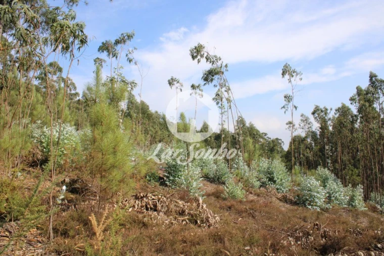 Terreno Agricola ou Rústico para Venda em Galegos (Santa Maria) Foto 14