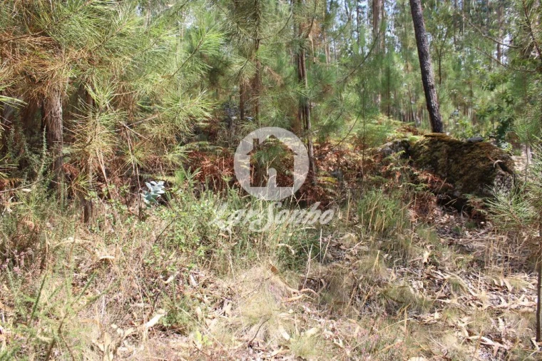 Terreno Agricola ou Rústico para Venda em Galegos (Santa Maria) Foto 19