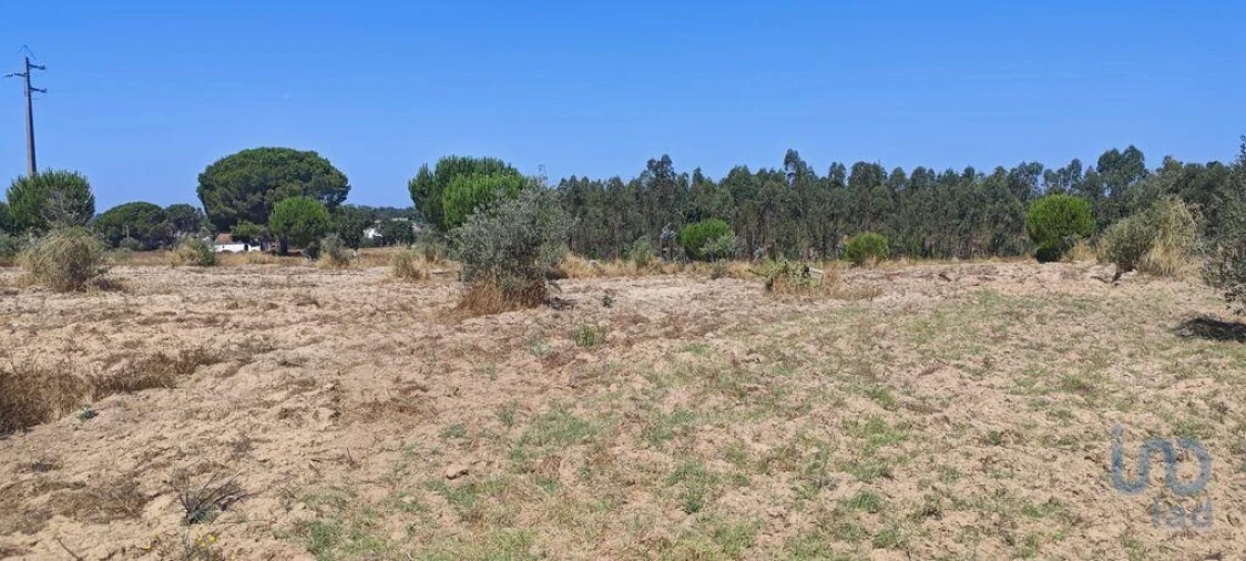 Terreno para Venda em Branca Foto 3