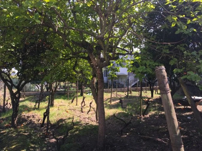 Moradia T3 para Venda em Vale Mendiz, Casal Loivos, Vilarinho Cotas Foto 37