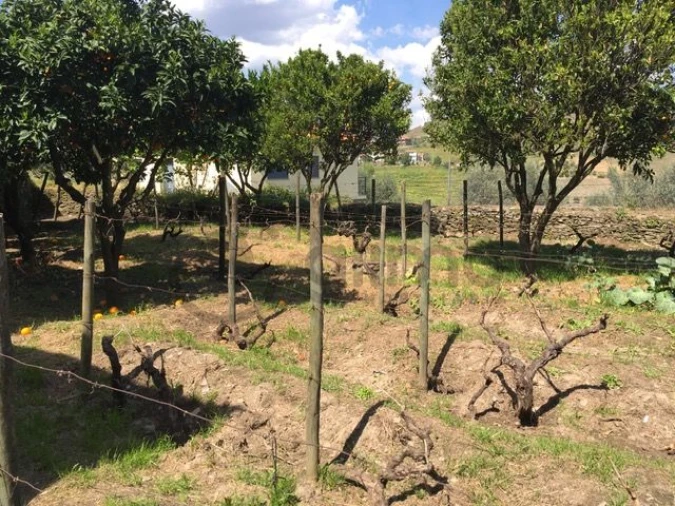 Moradia T3 para Venda em Vale Mendiz, Casal Loivos, Vilarinho Cotas Foto 17