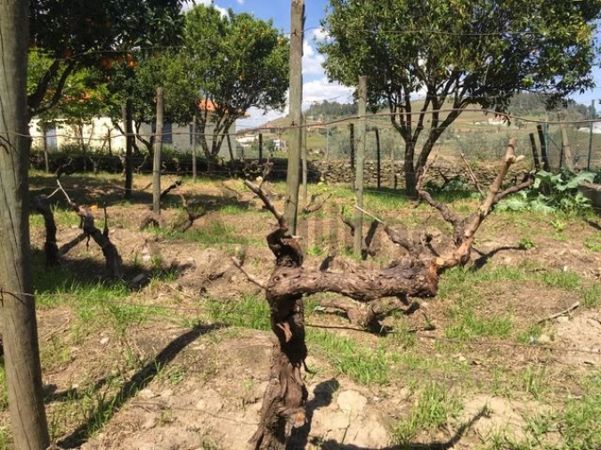 Moradia T3 para Venda em Vale Mendiz, Casal Loivos, Vilarinho Cotas Foto 30