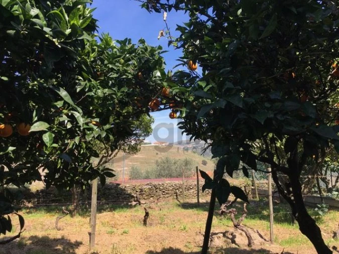 Moradia T3 para Venda em Vale Mendiz, Casal Loivos, Vilarinho Cotas Foto 42