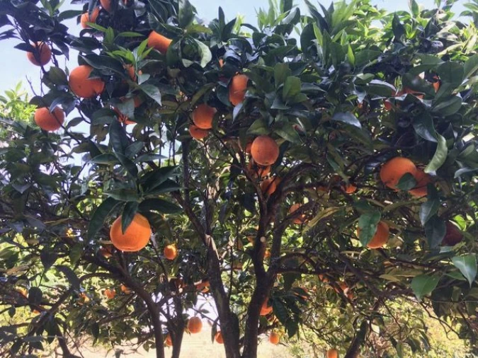 Moradia T3 para Venda em Vale Mendiz, Casal Loivos, Vilarinho Cotas Foto 41