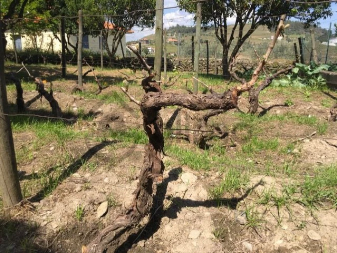 Moradia T3 para Venda em Vale Mendiz, Casal Loivos, Vilarinho Cotas Foto 31