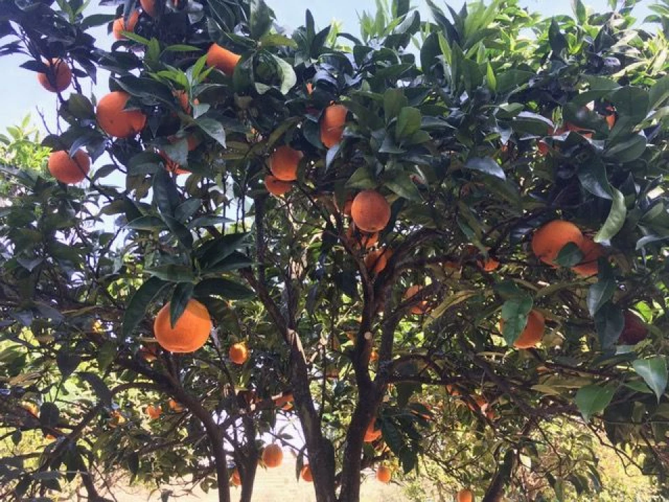 Moradia T3 para Venda em Vale Mendiz, Casal Loivos, Vilarinho Cotas Foto 41