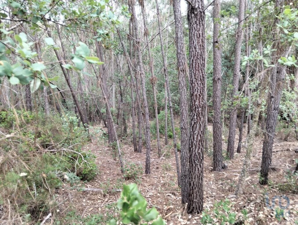 Terreno para Venda em Chãos Foto 7