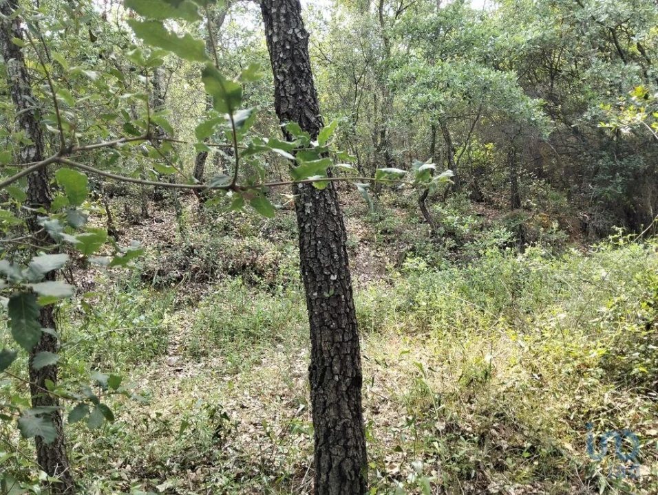 Terreno para Venda em Chãos Foto 14