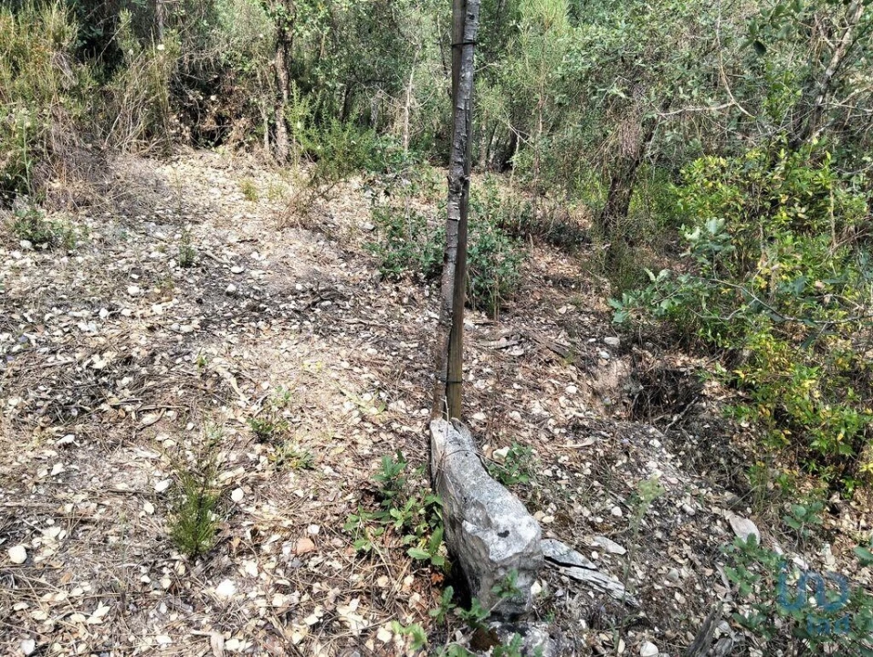 Terreno para Venda em Chãos Foto 12
