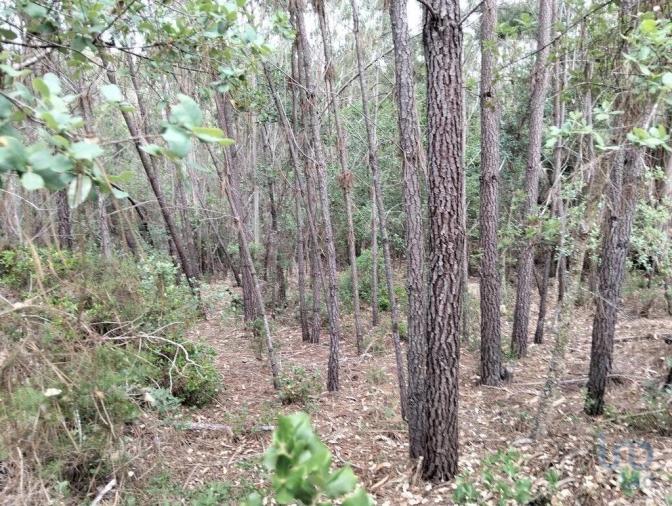 Terreno para Venda em Chãos Foto 7
