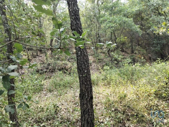 Terreno para Venda em Chãos Foto 14