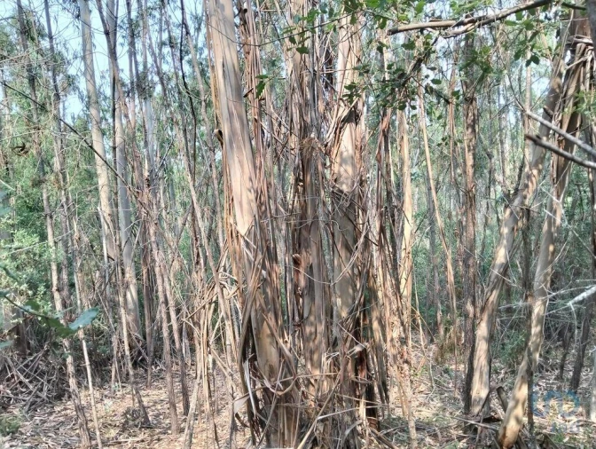 Terreno para Venda em Chãos Foto 9