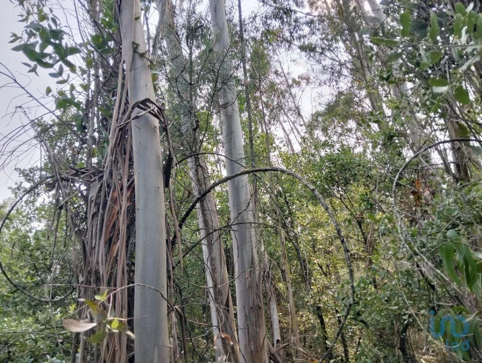 Terreno para Venda em Chãos Foto 8