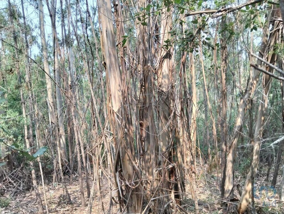 Terreno para Venda em Chãos Foto 9