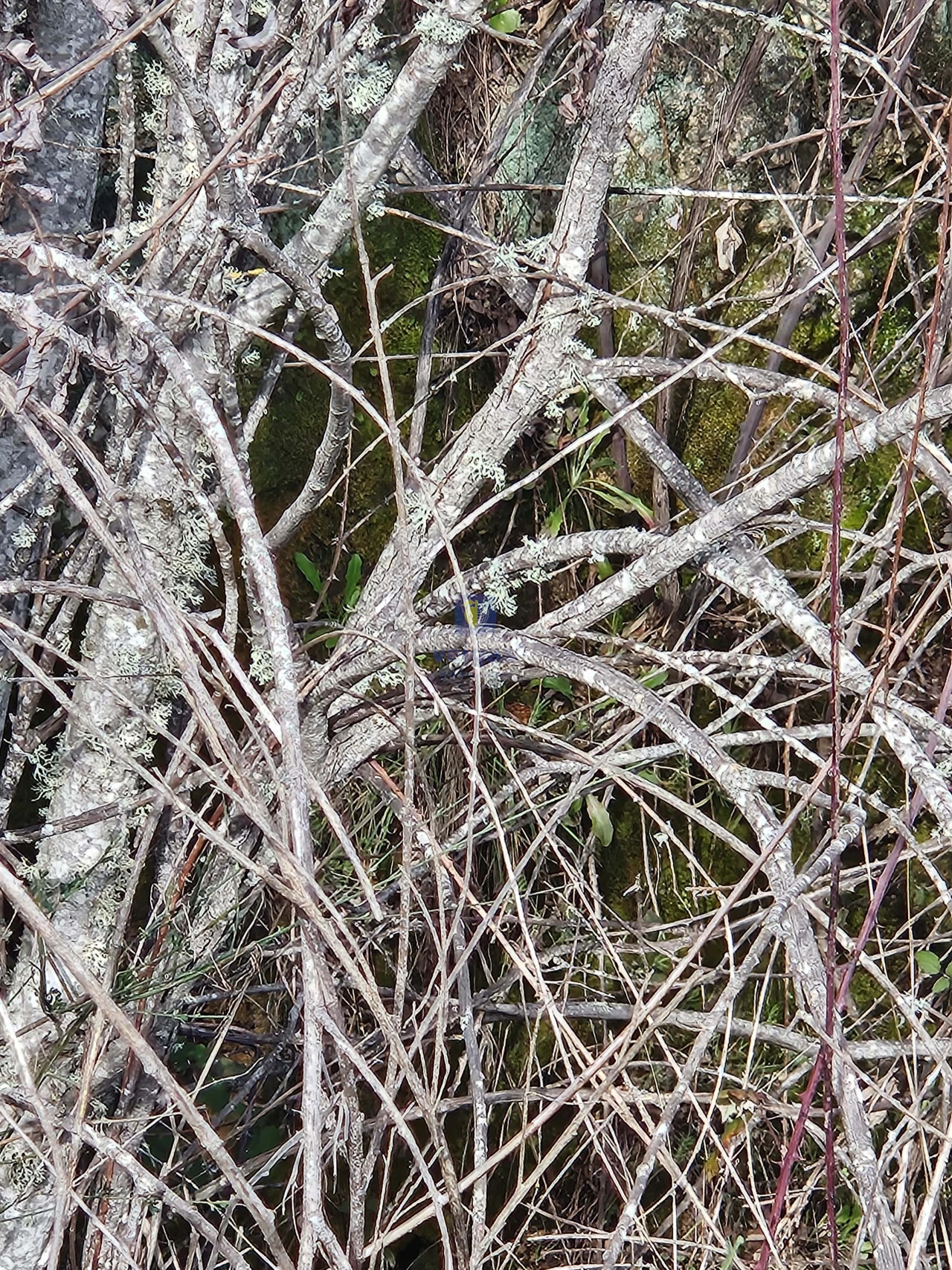 Terreno Agricola ou Rústico para Venda em São Miguel de Acha Foto 11