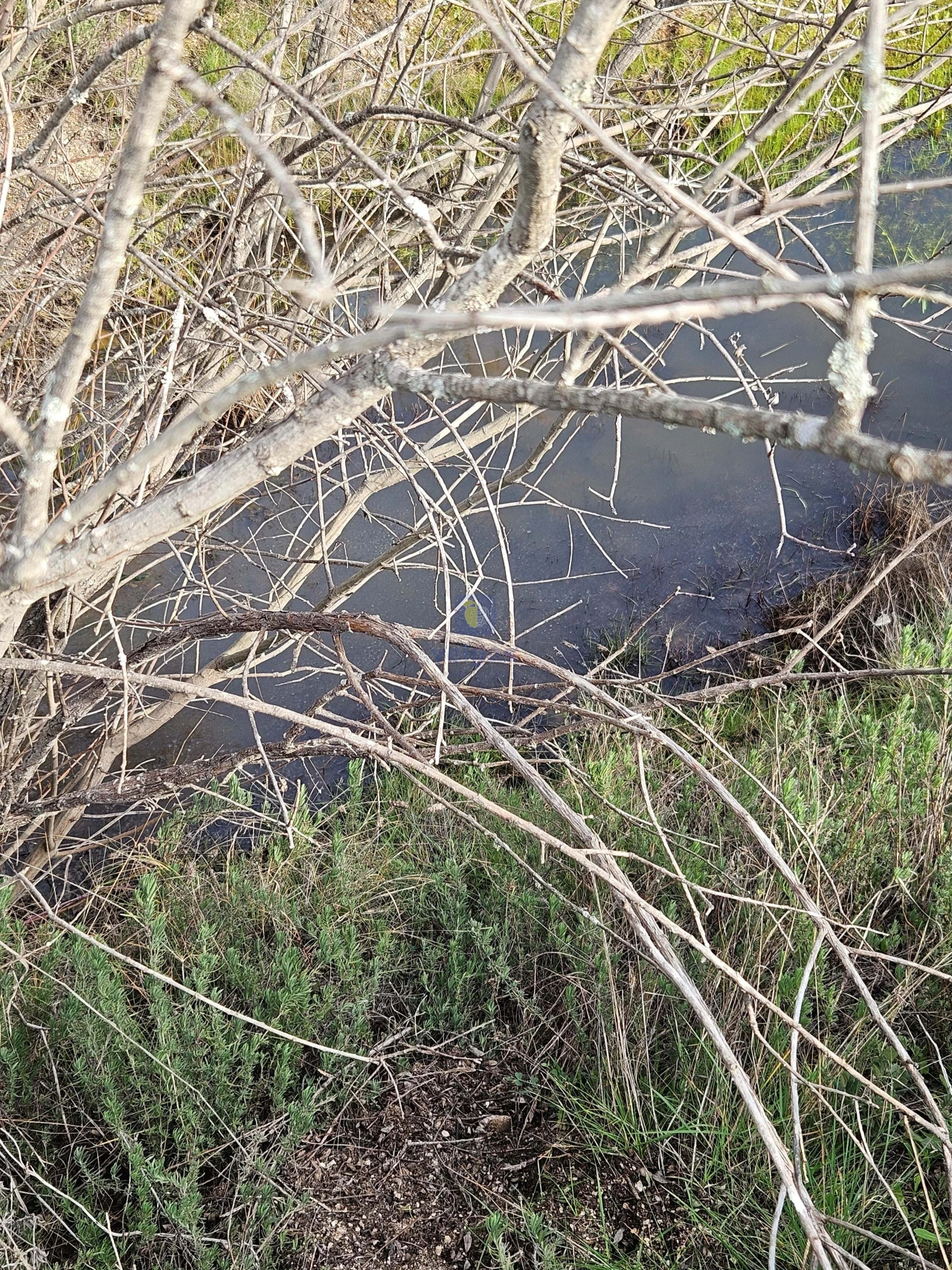 Terreno Agricola ou Rústico para Venda em São Miguel de Acha Foto 10
