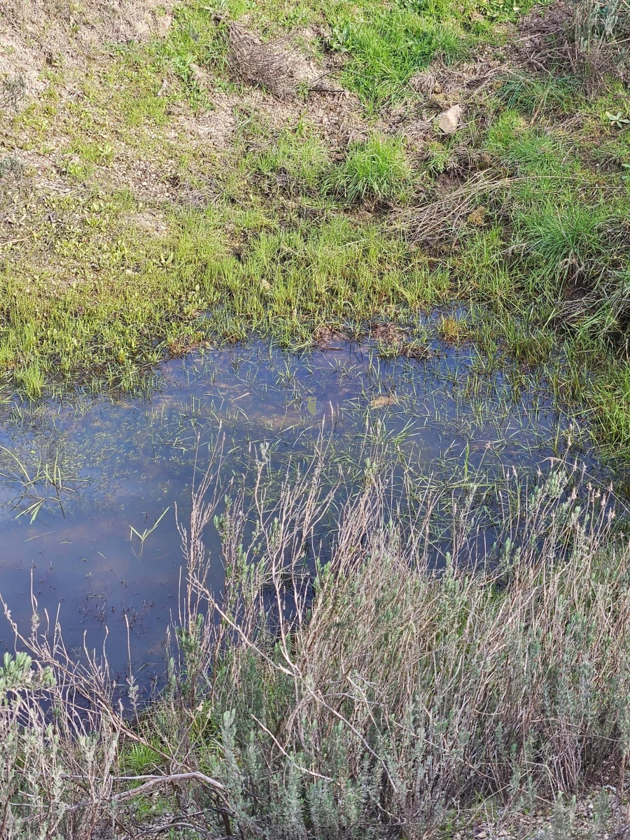 Terreno Agricola ou Rústico para Venda em São Miguel de Acha Foto 12