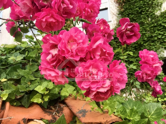 Quinta T3 para Venda em Campelo Foto 36