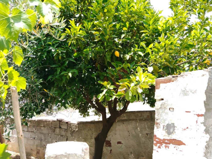 Moradia T3 para Venda em Safara e Santo Aleixo da Restauração Foto 17