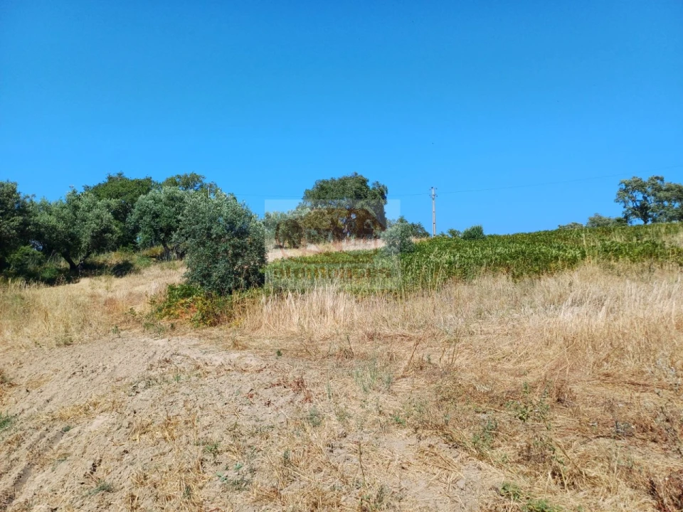 Terreno Agricola ou Rústico para Venda em Melides Foto 3