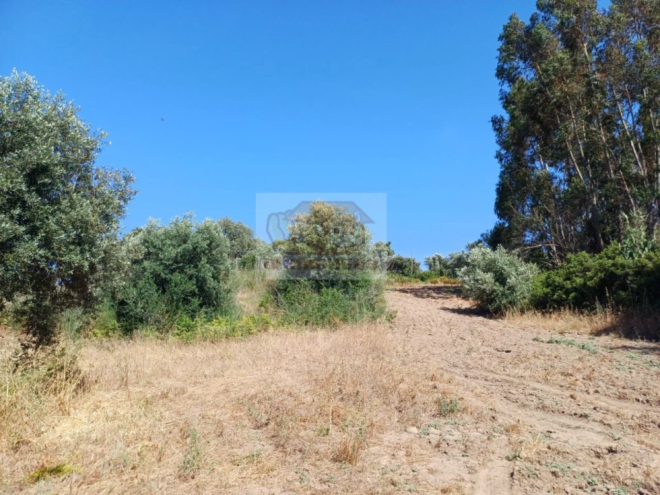 Terreno Agricola ou Rústico para Venda em Melides Foto 4