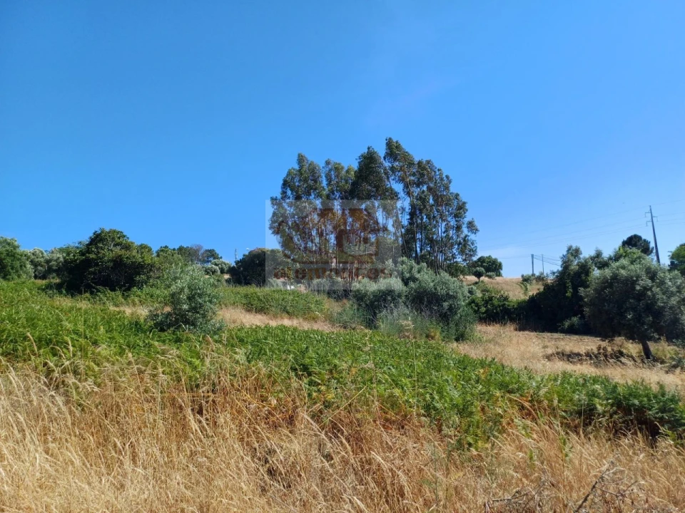 Terreno Agricola ou Rústico para Venda em Melides Foto 6