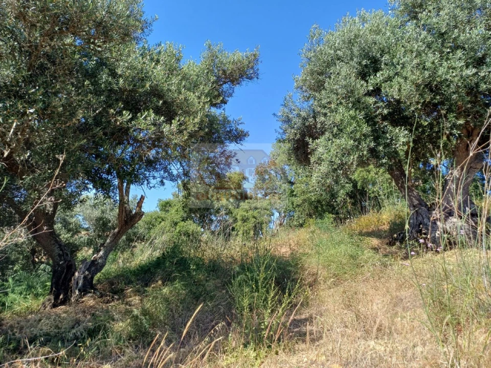 Terreno Agricola ou Rústico para Venda em Melides Foto 7