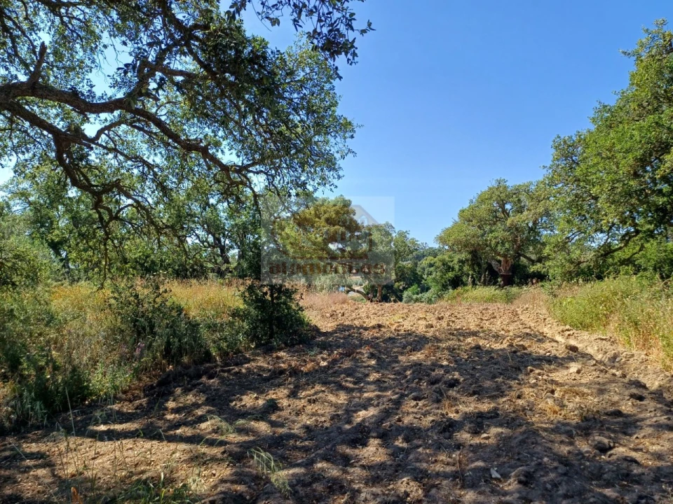 Terreno Agricola ou Rústico para Venda em Melides Foto 9