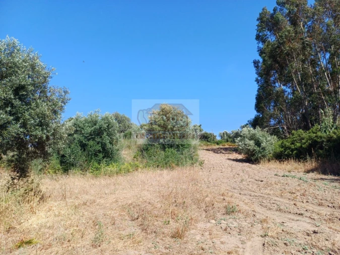 Terreno Agricola ou Rústico para Venda em Melides Foto 4