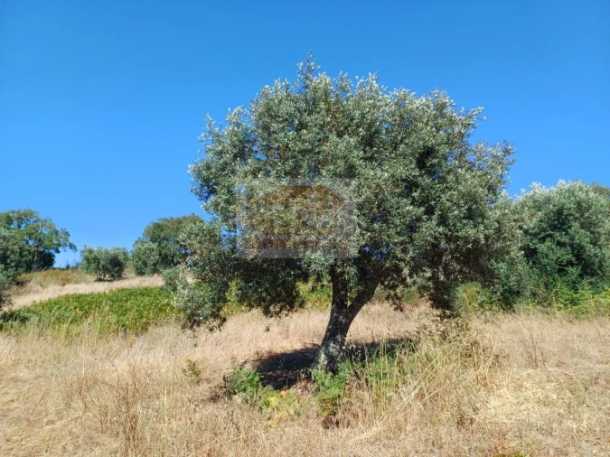 Terreno Agricola ou Rústico para Venda em Melides Foto 5
