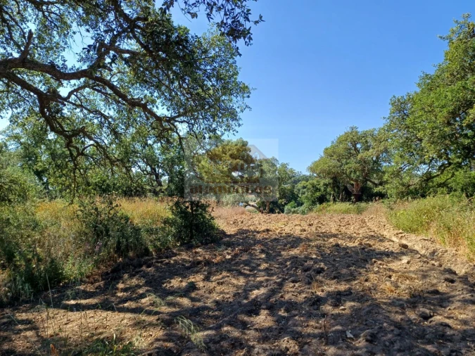 Terreno Agricola ou Rústico para Venda em Melides Foto 9