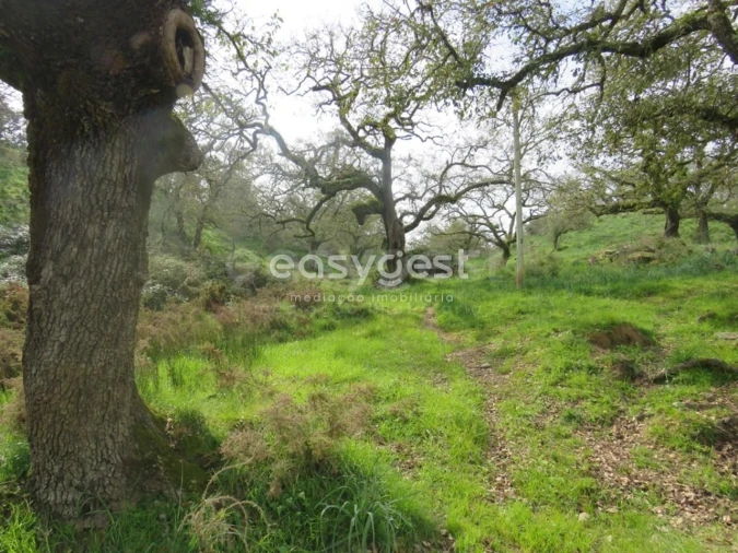 Quinta T10 para Venda em São Luis Foto 2