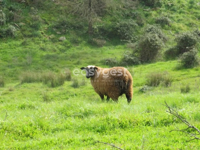 Quinta T10 para Venda em São Luis Foto 46