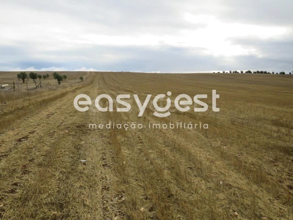 Terreno Agricola ou Rústico para Venda em Aljustrel e Rio de Moinhos Foto 4
