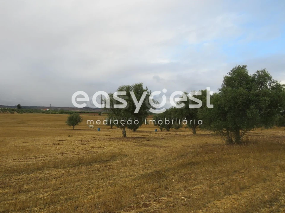 Terreno Agricola ou Rústico para Venda em Aljustrel e Rio de Moinhos Foto 6