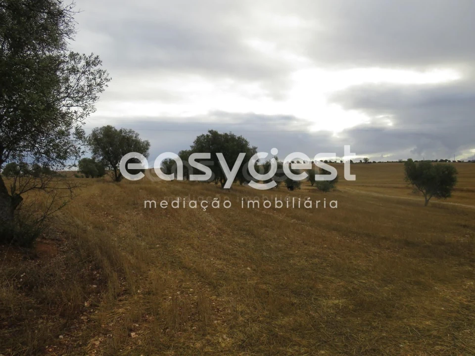 Terreno Agricola ou Rústico para Venda em Aljustrel e Rio de Moinhos Foto 10