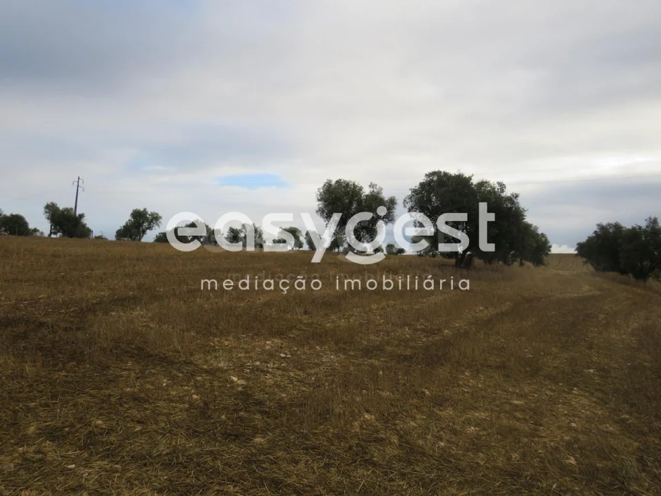 Terreno Agricola ou Rústico para Venda em Aljustrel e Rio de Moinhos Foto 11