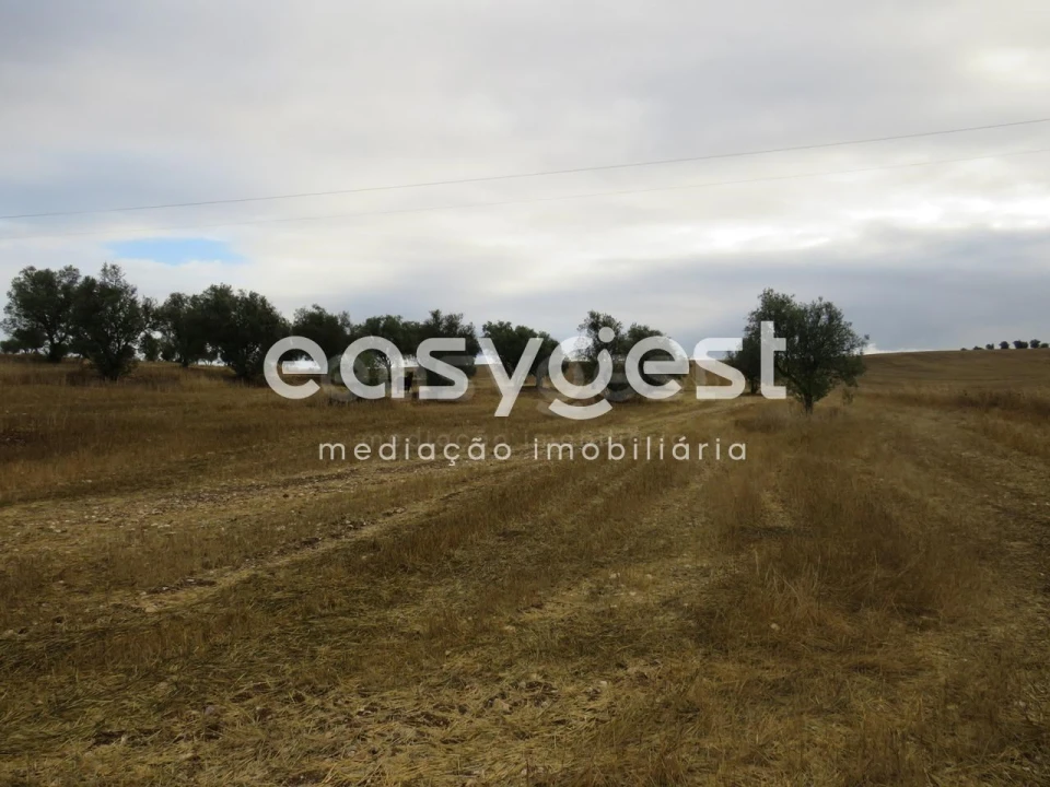 Terreno Agricola ou Rústico para Venda em Aljustrel e Rio de Moinhos Foto 12