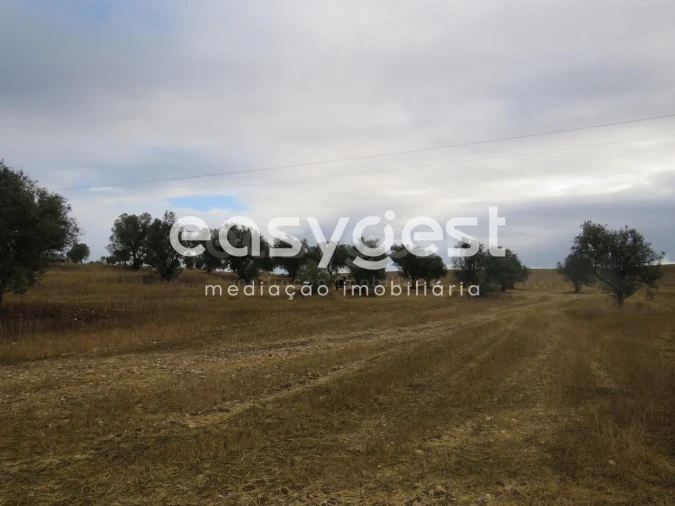 Terreno Agricola ou Rústico para Venda em Aljustrel e Rio de Moinhos Foto 2