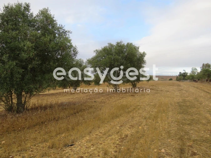 Terreno Agricola ou Rústico para Venda em Aljustrel e Rio de Moinhos Foto 5