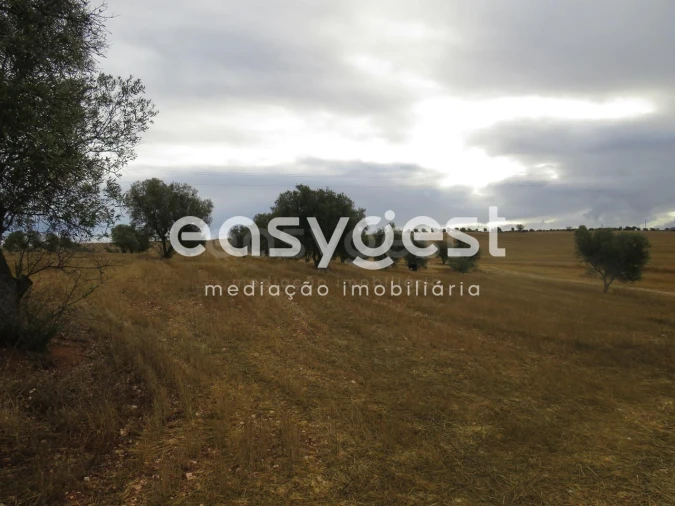Terreno Agricola ou Rústico para Venda em Aljustrel e Rio de Moinhos Foto 10